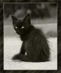 Black Cat, 12 августа 1993, Санкт-Петербург, id32640413